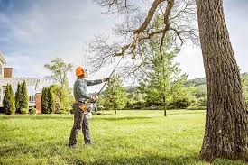 Best Fruit Tree Pruning  in Cambridge, MN